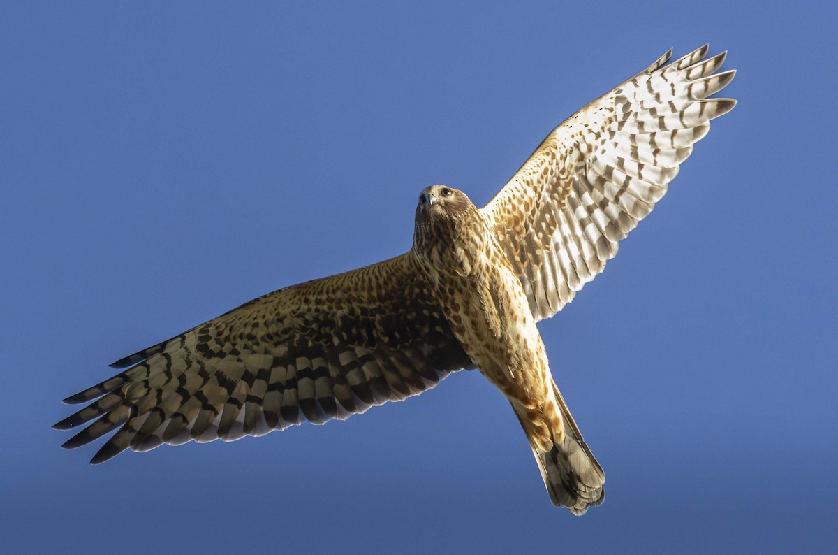 Лунь американський - ML647807714