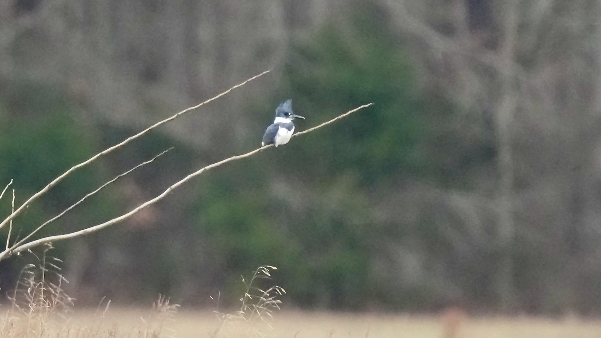 Martin handi iparramerikarra - ML647807717