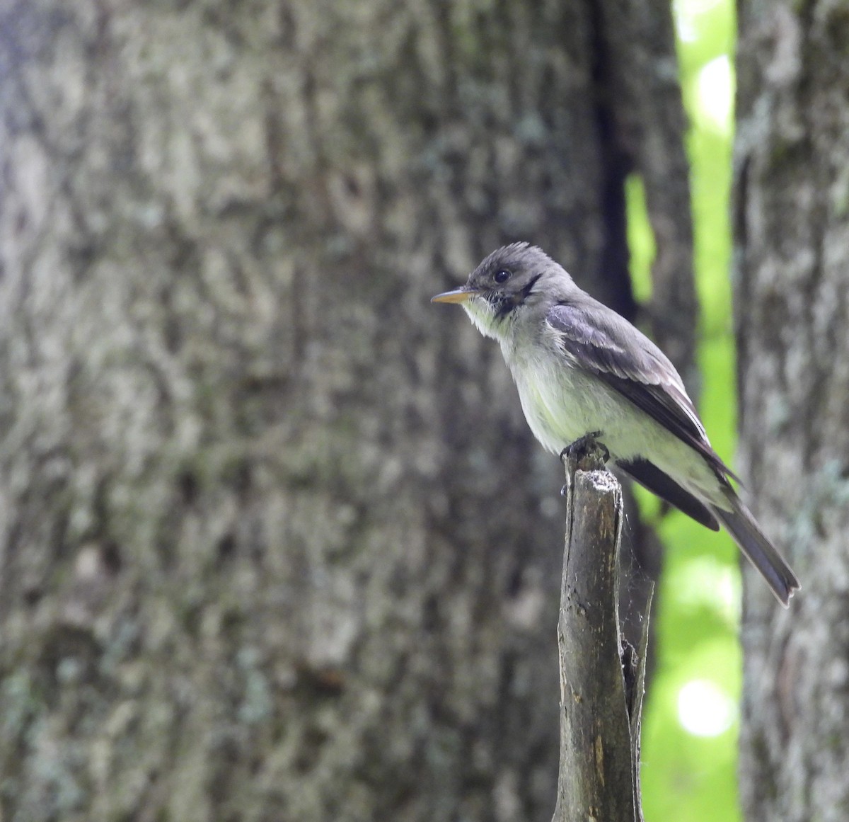 Eastern Wood-Pewee - ML647807726