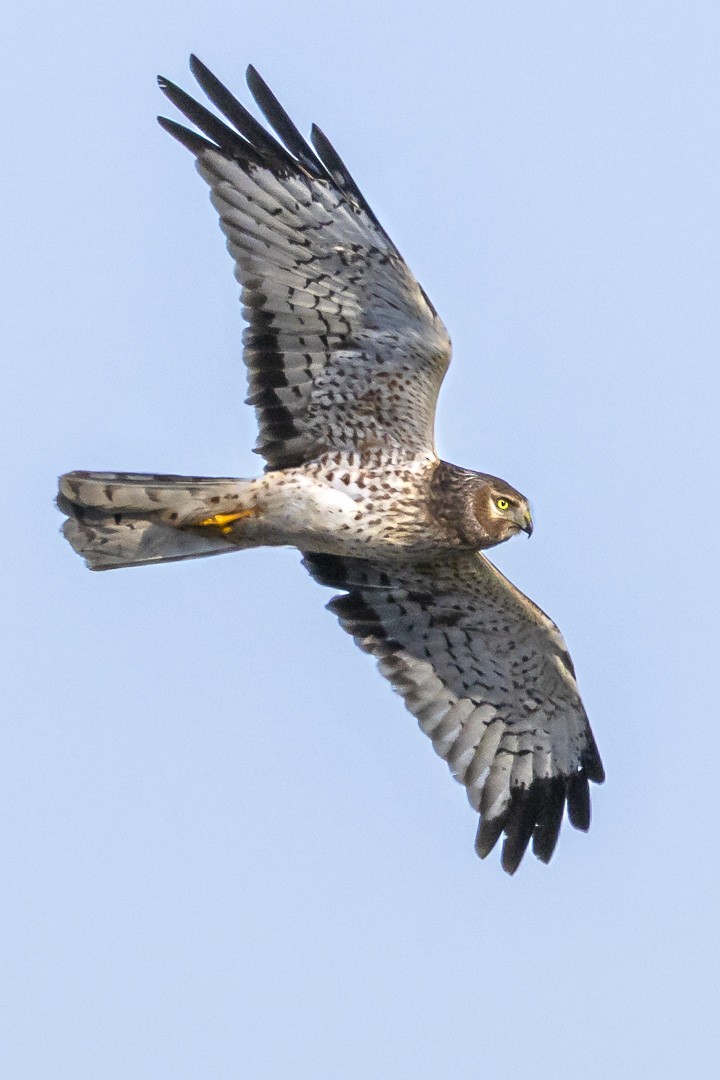 Лунь американський - ML647807729