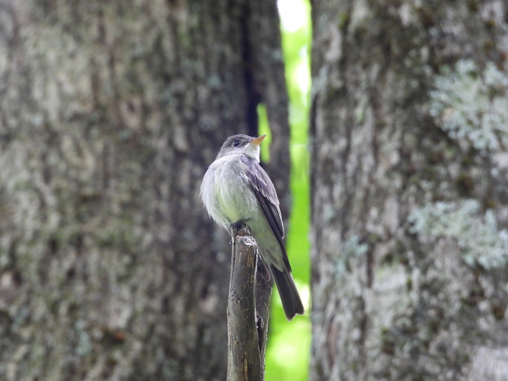 Eastern Wood-Pewee - ML647807732