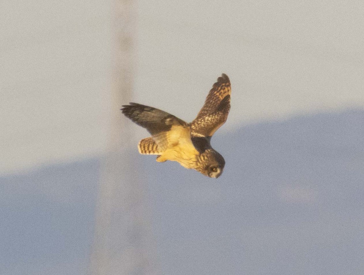 Short-eared Owl - ML647807734