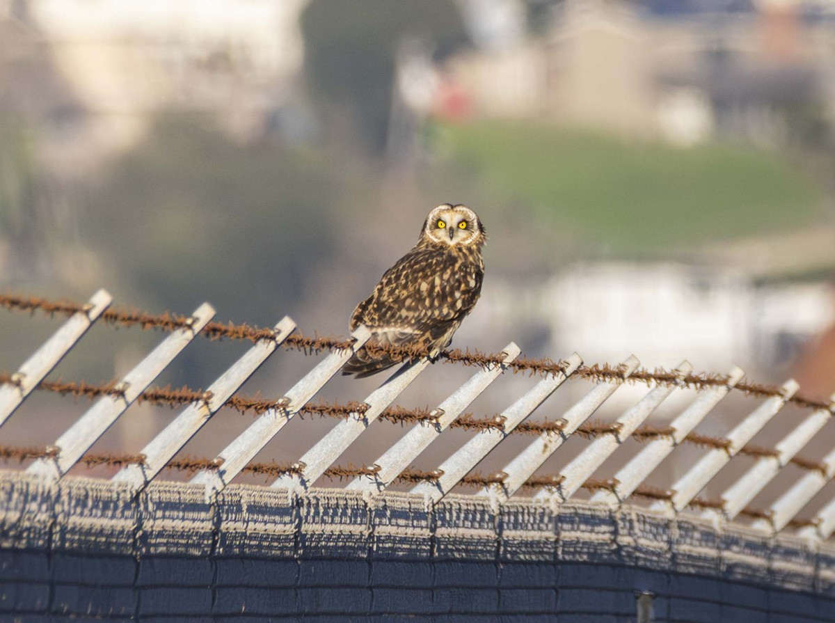 Short-eared Owl - ML647807735