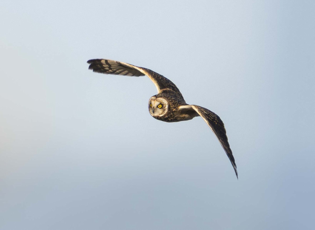 Short-eared Owl - ML647807736