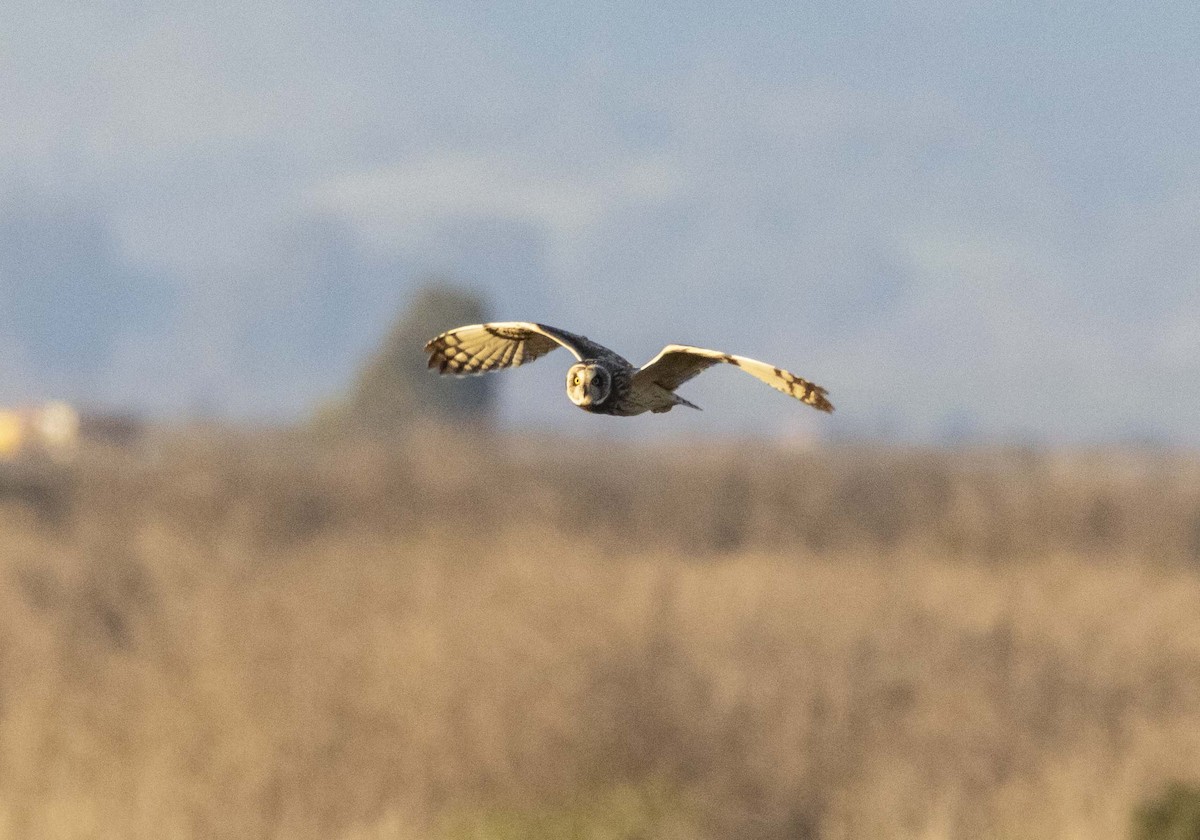 Short-eared Owl - ML647807737