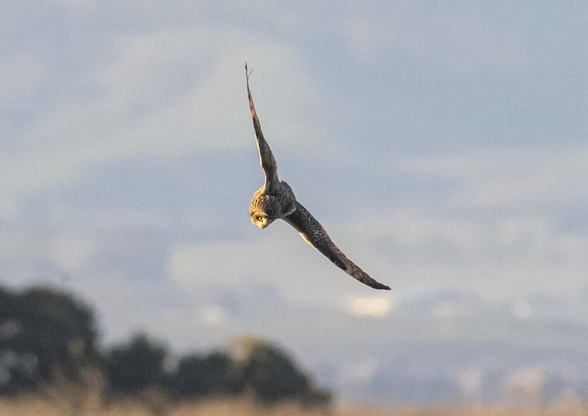 Short-eared Owl - ML647807738