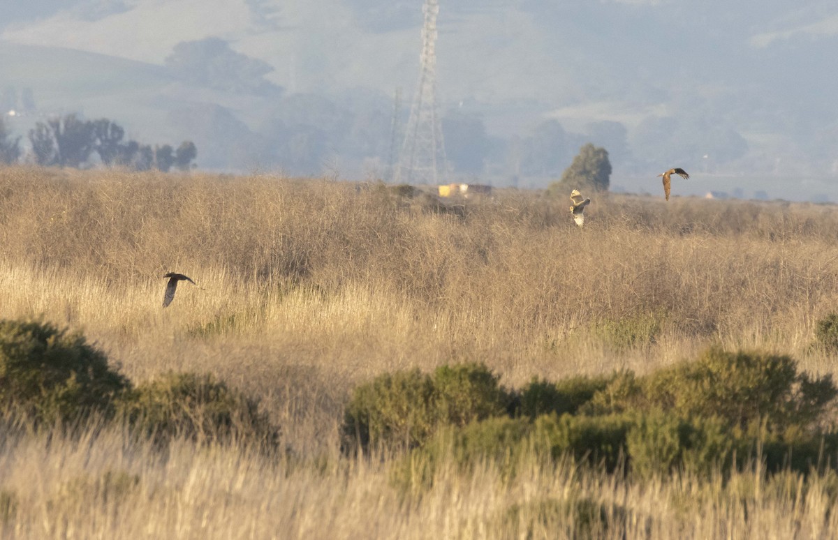Short-eared Owl - ML647807739