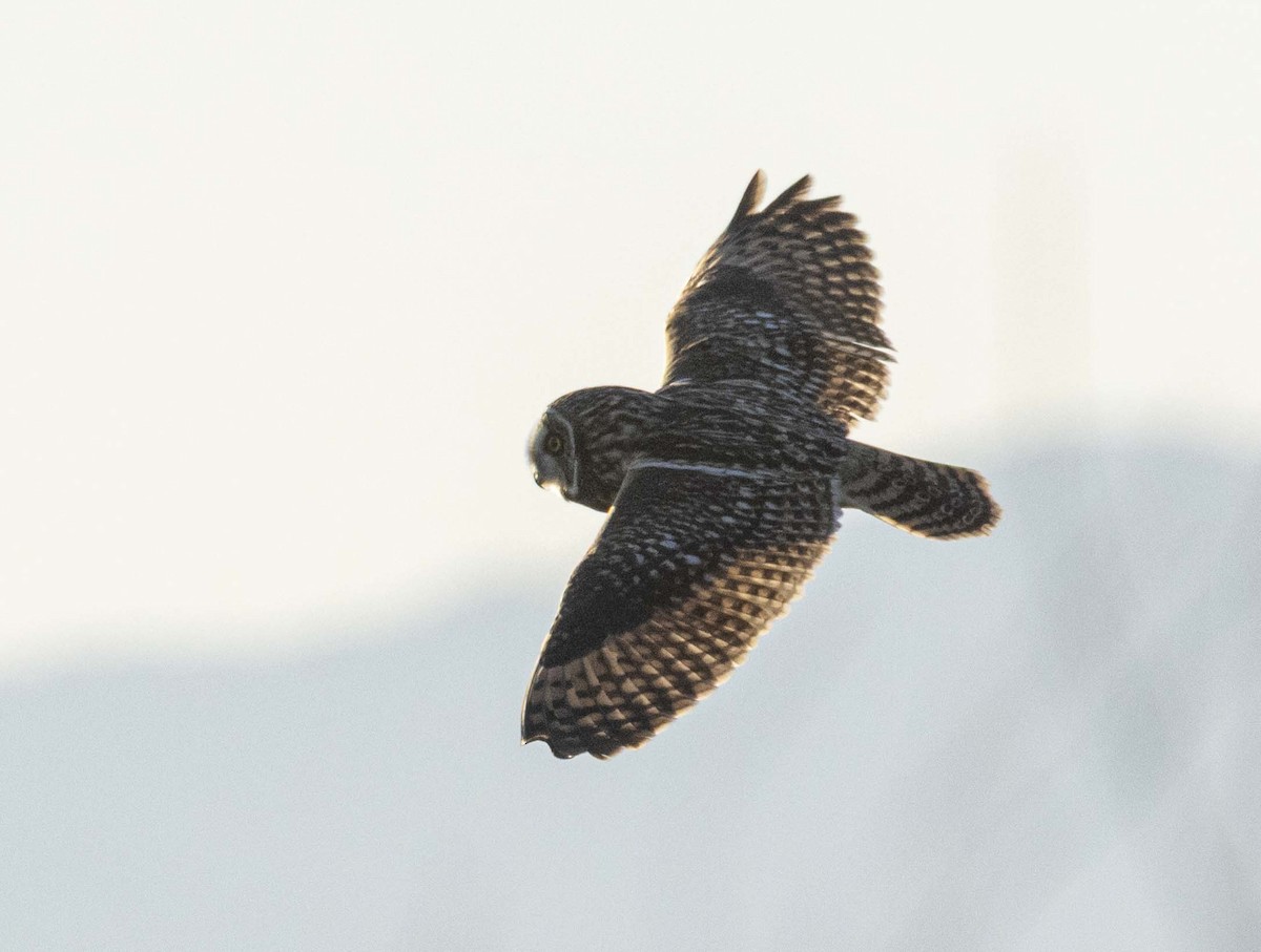 Short-eared Owl - ML647807741