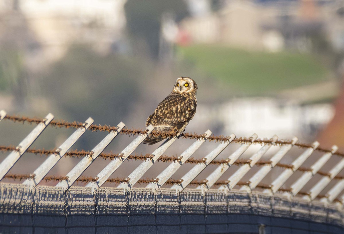 Short-eared Owl - ML647807742