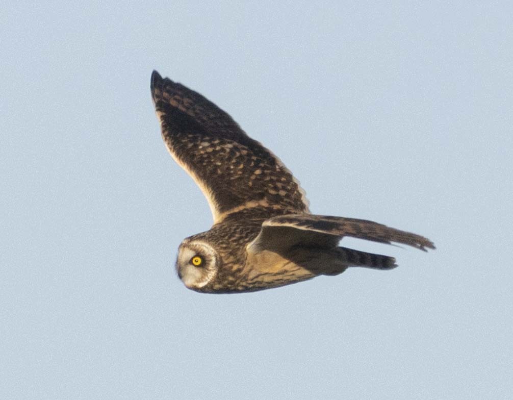 Short-eared Owl - ML647807743
