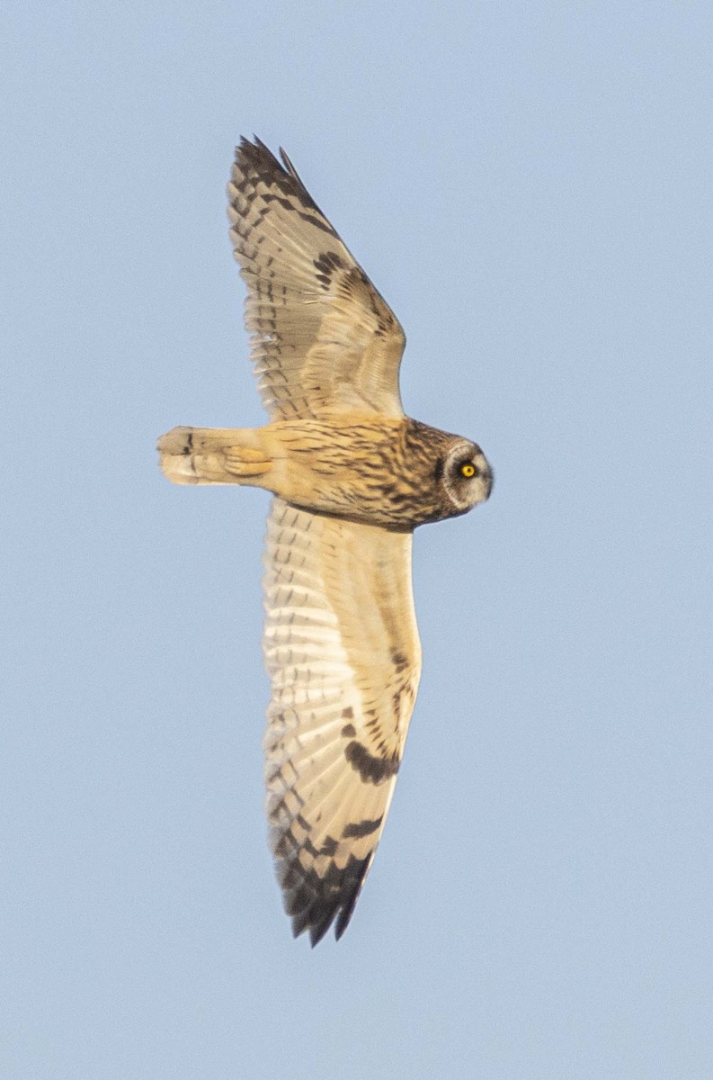 Short-eared Owl - ML647807744