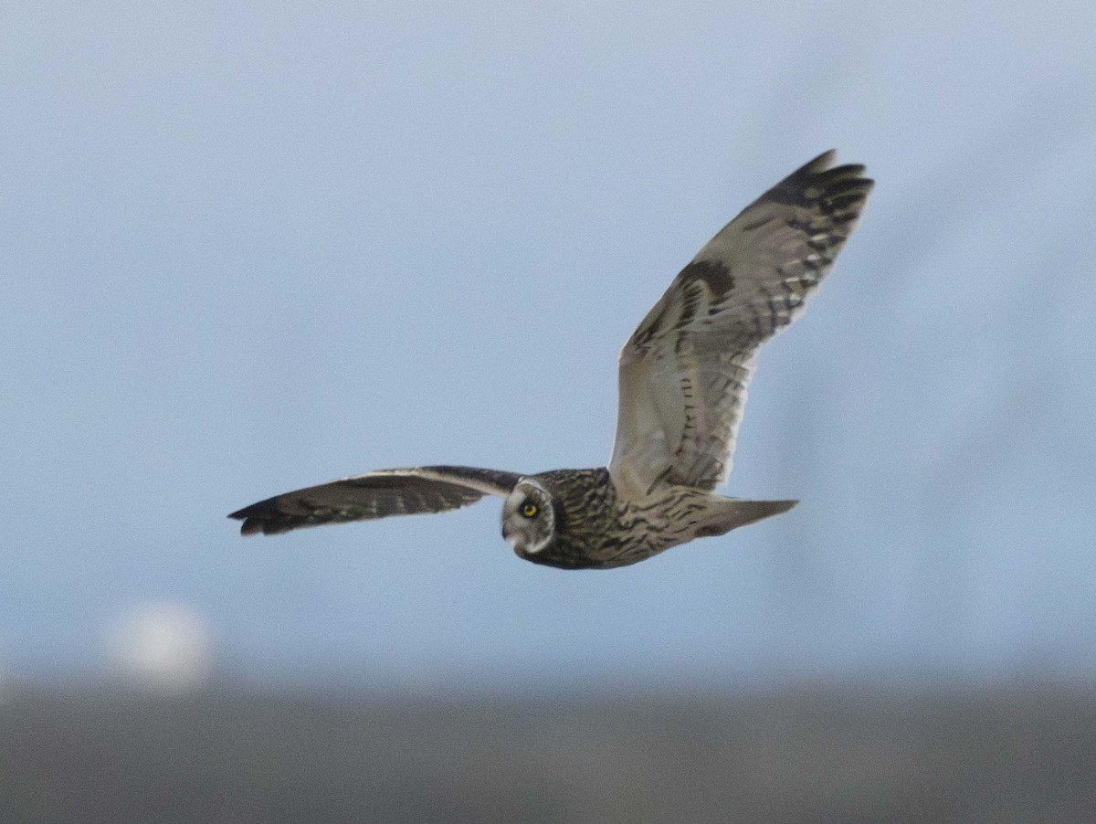 Short-eared Owl - ML647807745