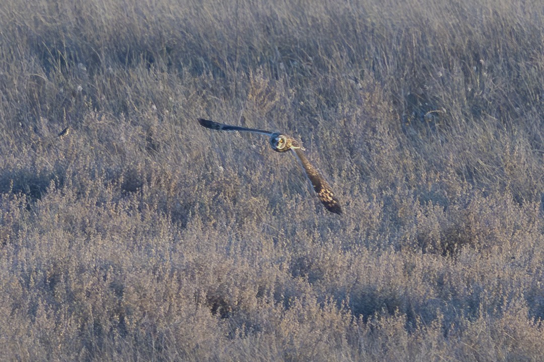 Short-eared Owl - ML647807749