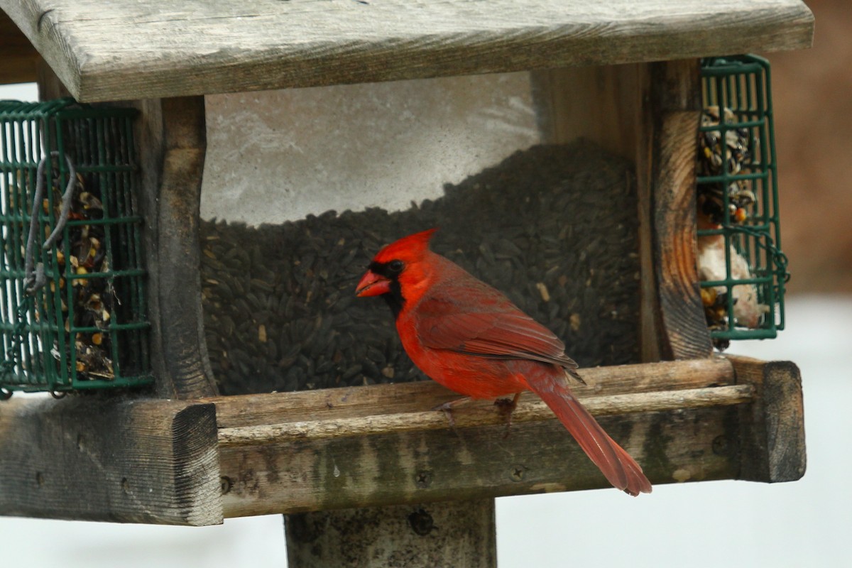 Northern Cardinal - ML647807750