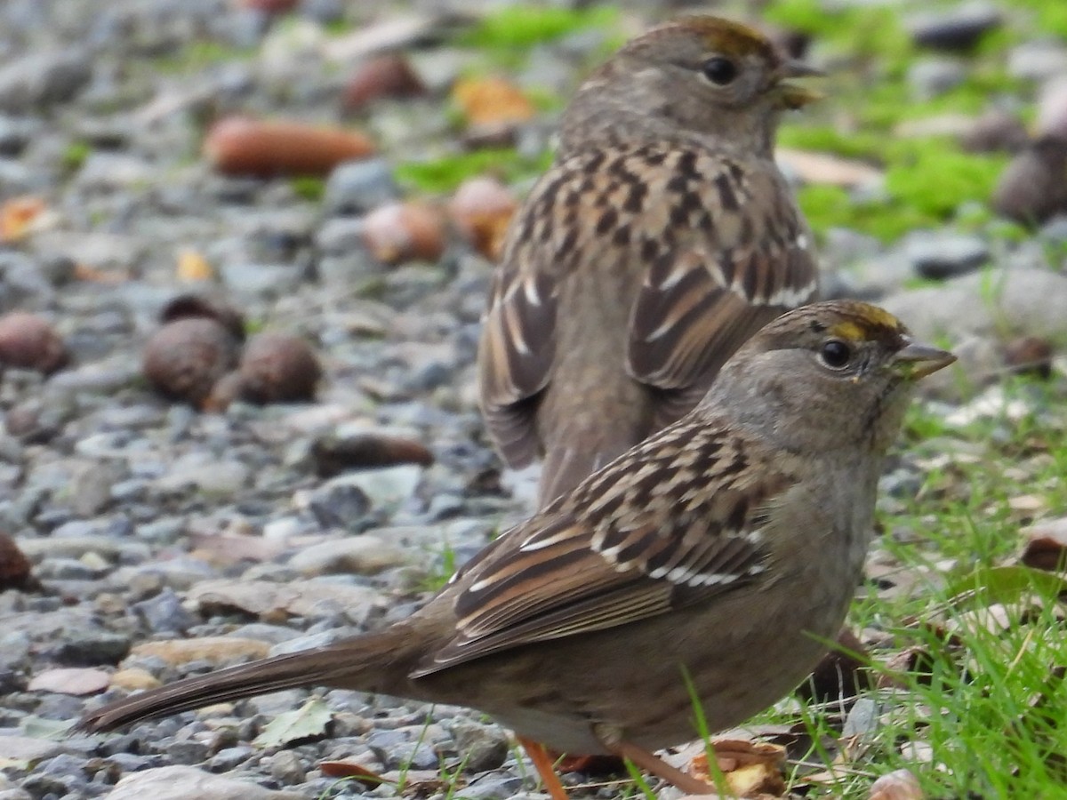 Golden-crowned Sparrow - ML647807751