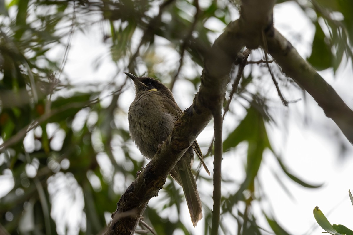 Lewin's Honeyeater - ML647807756