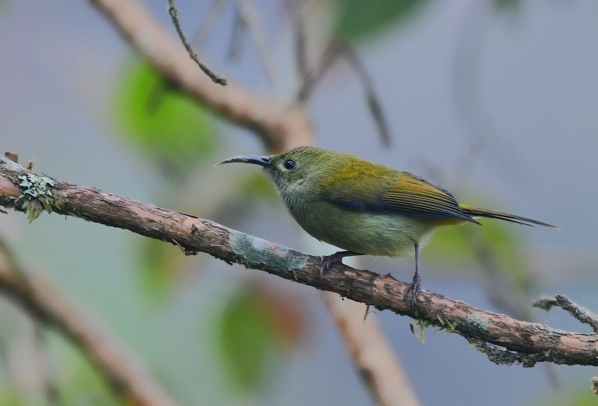 Green-tailed Sunbird - ML647807760