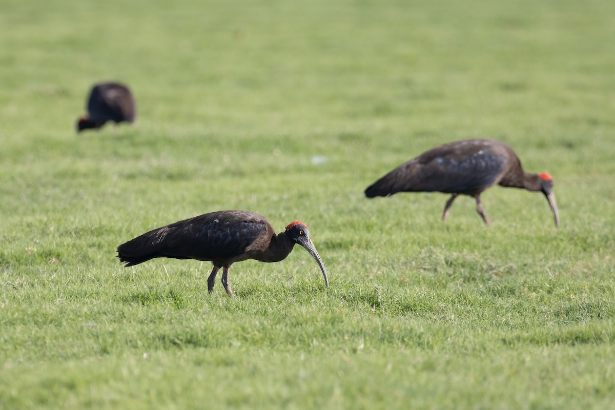 Red-naped Ibis - ML647807762