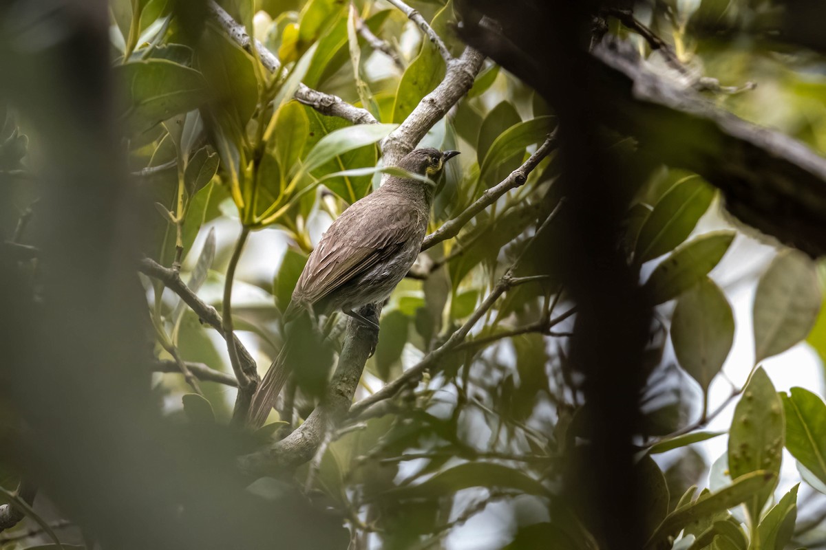 Yellow-faced Honeyeater - ML647807763