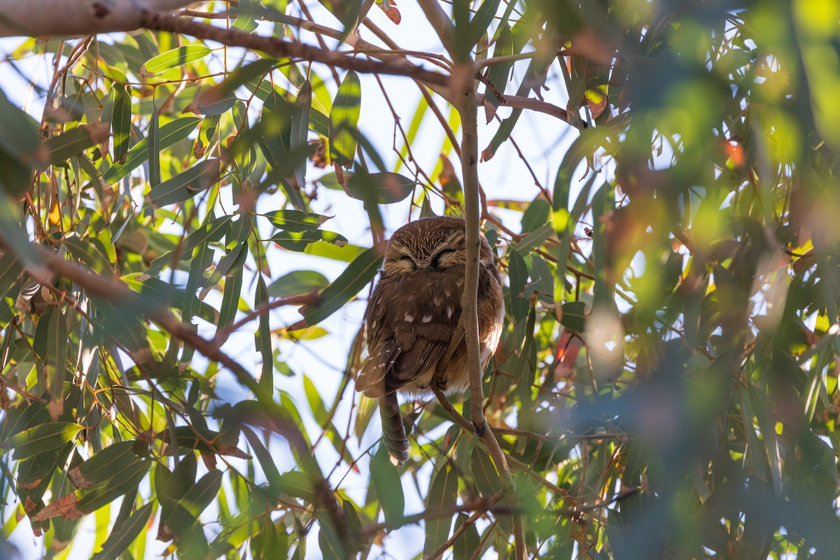 Northern Saw-whet Owl - ML647807764
