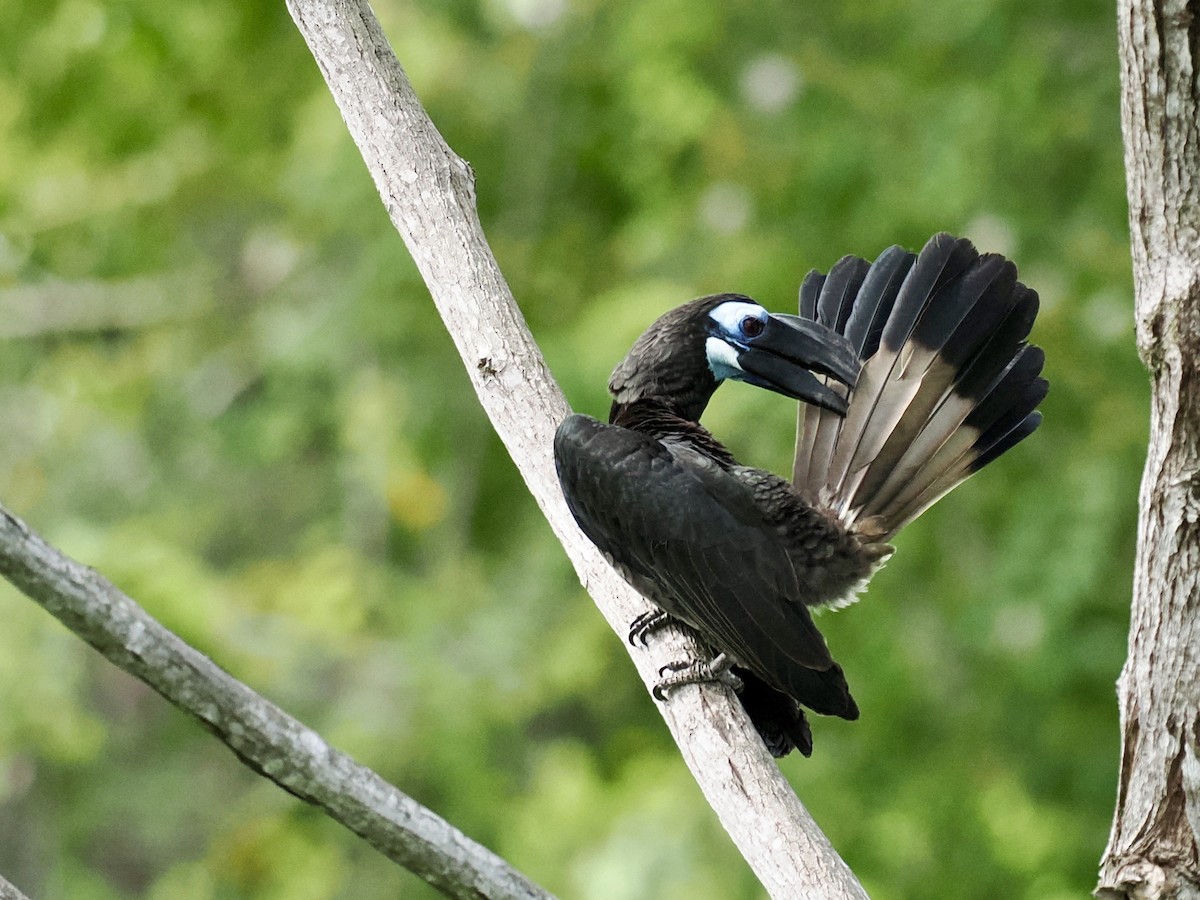 Bushy-crested Hornbill - ML647807765