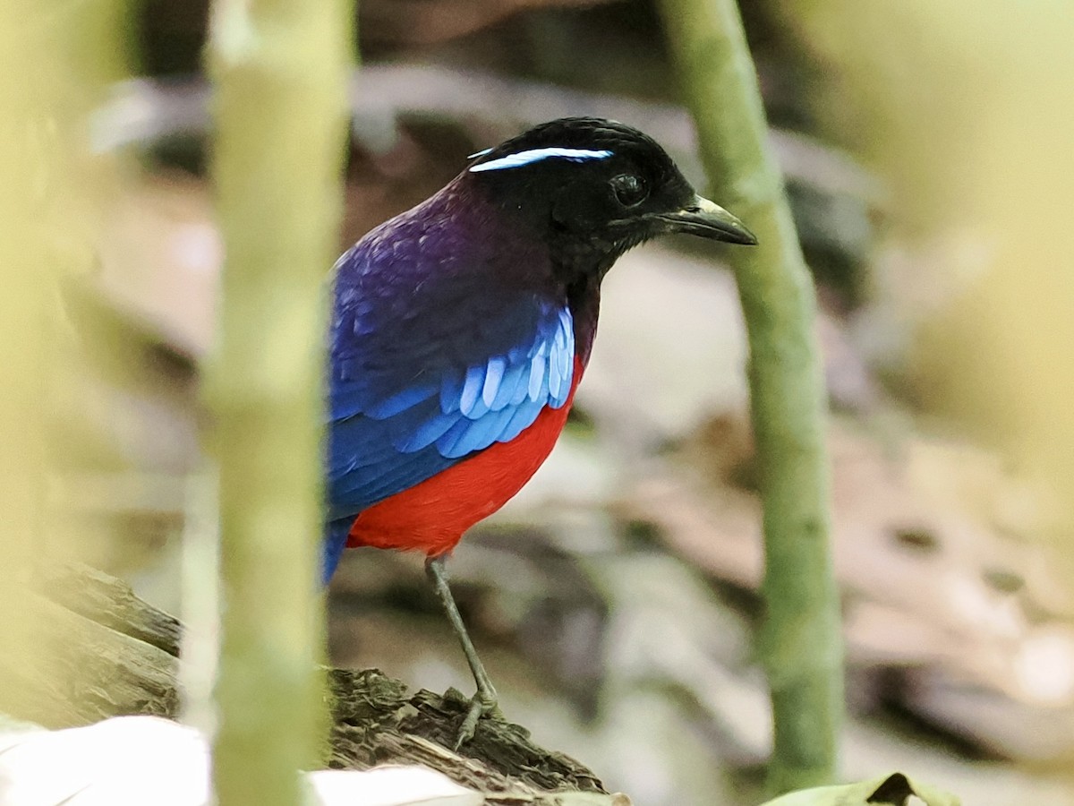 Black-crowned Pitta - ML647807766