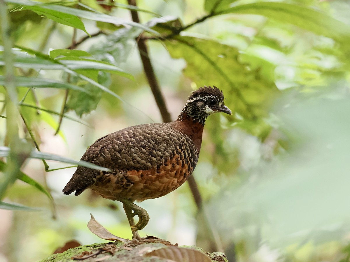 Sabah Partridge - ML647807767