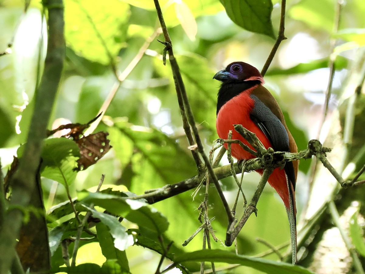 Diard's Trogon - ML647807768