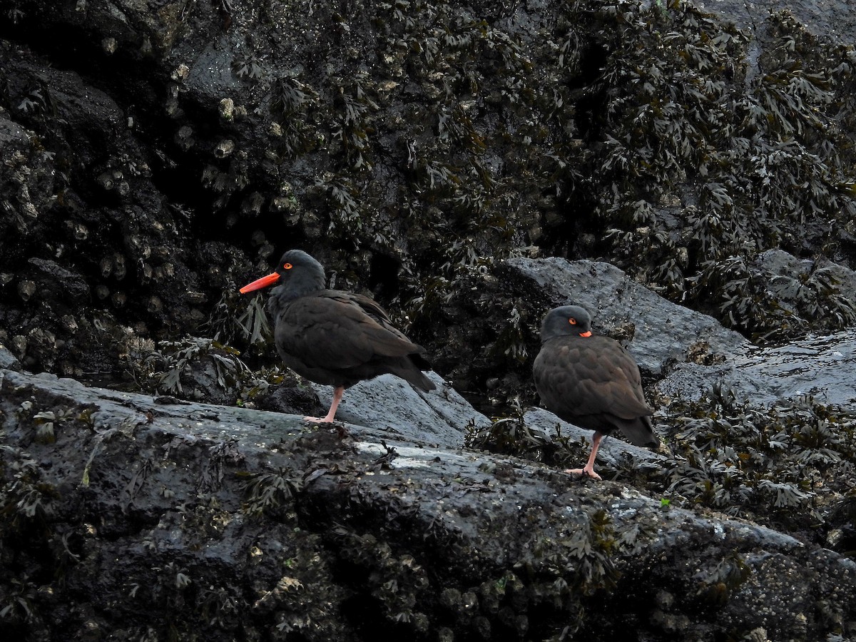 Black Oystercatcher - ML647807770