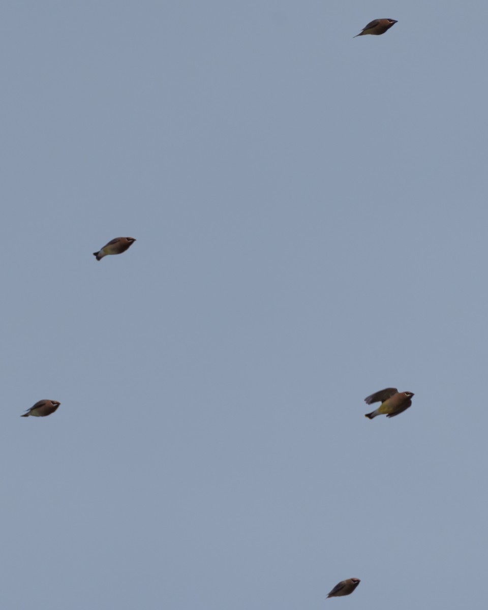 Cedar Waxwing - ML647807775