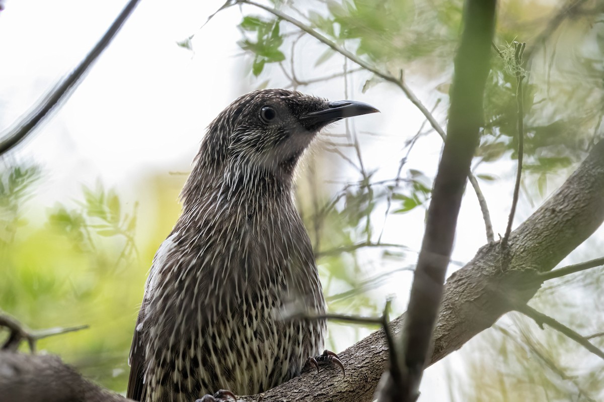 Little Wattlebird - ML647807776