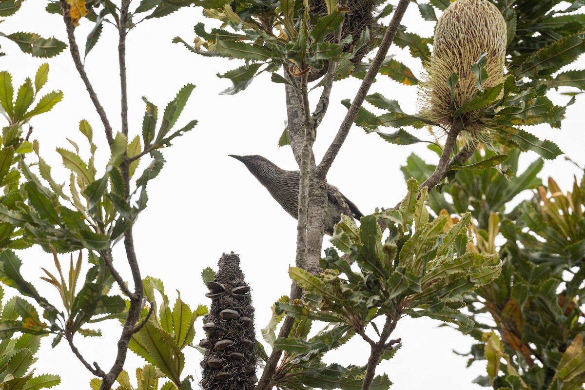 Little Wattlebird - ML647807777