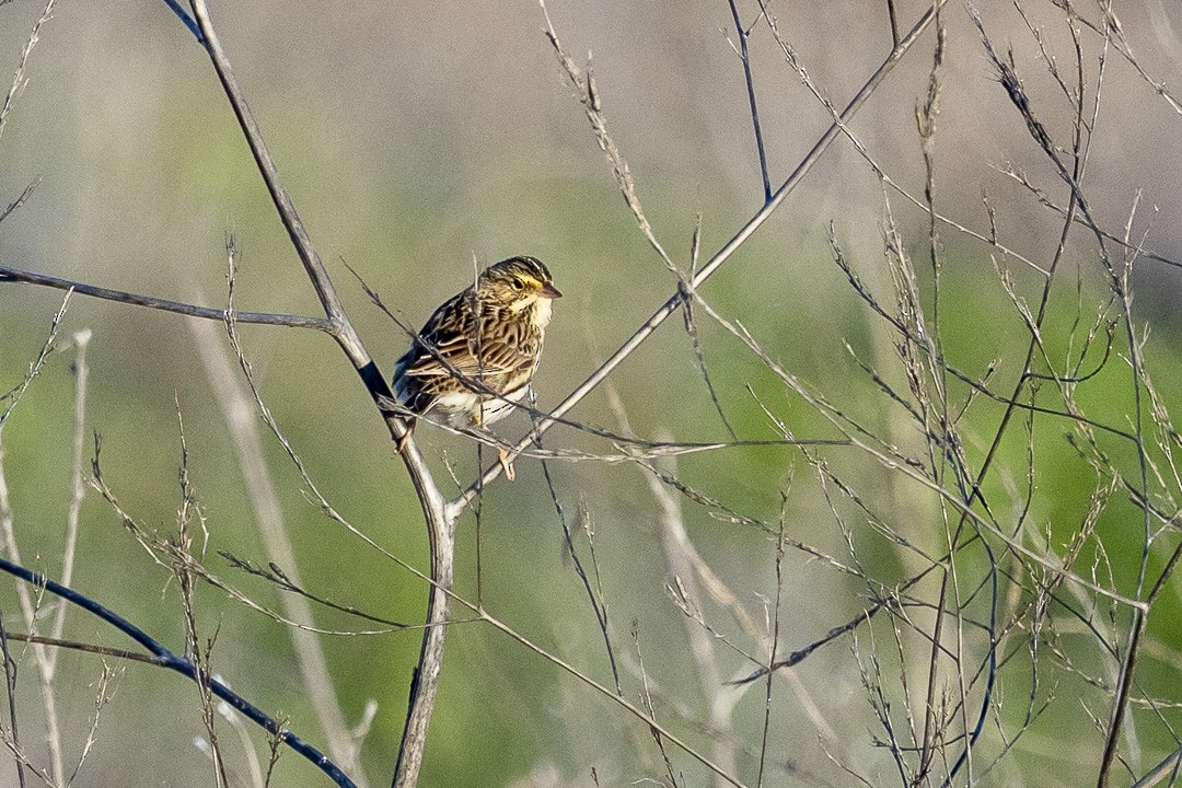 Savannah Sparrow - ML647807778