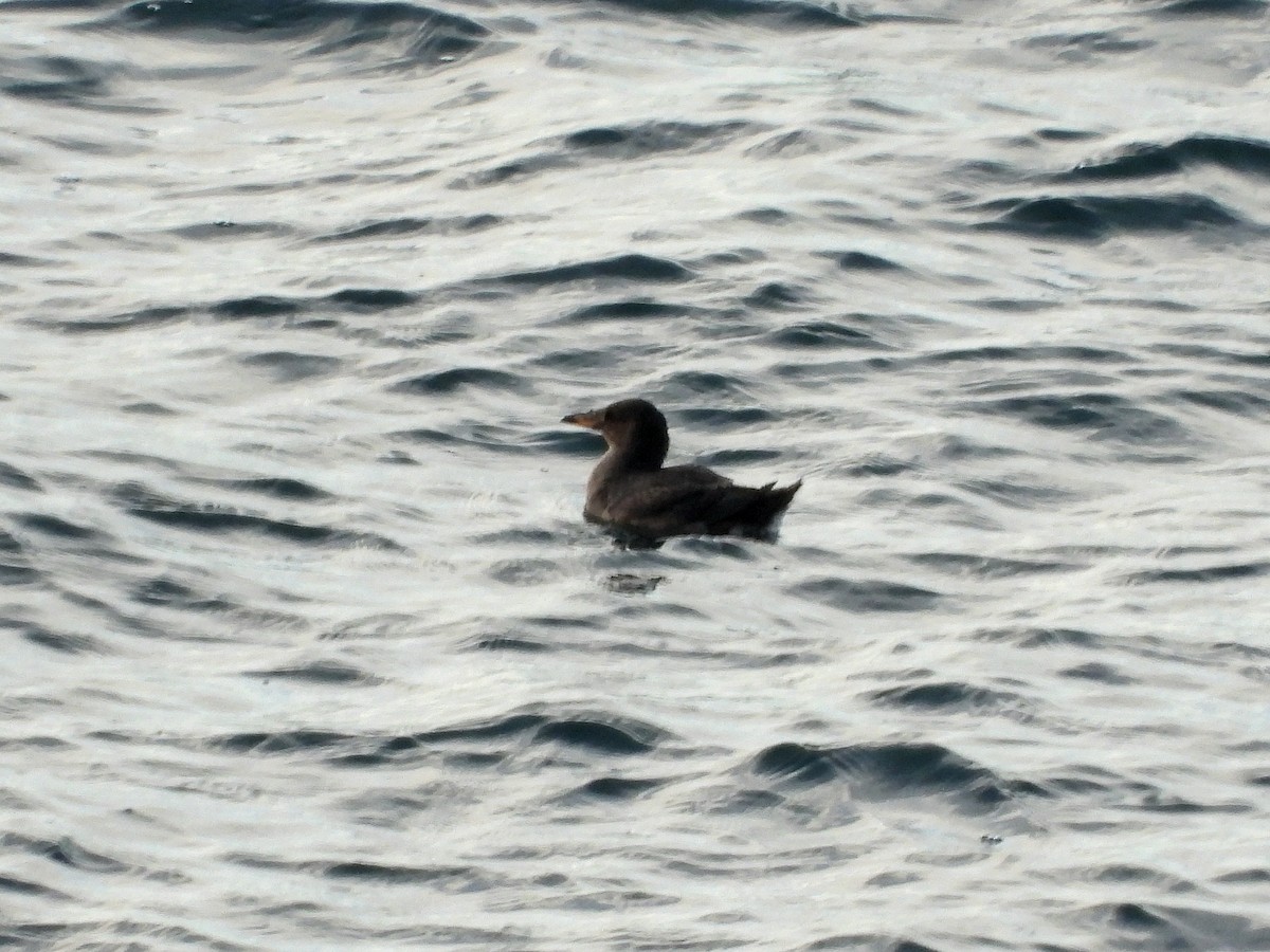 Rhinoceros Auklet - ML647807782