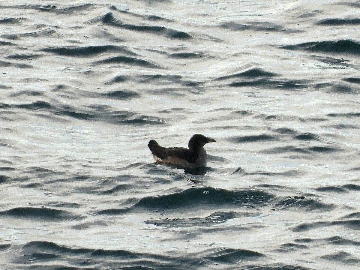 Rhinoceros Auklet - ML647807783