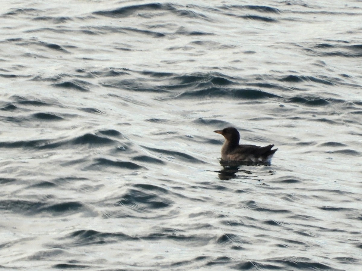Rhinoceros Auklet - ML647807784