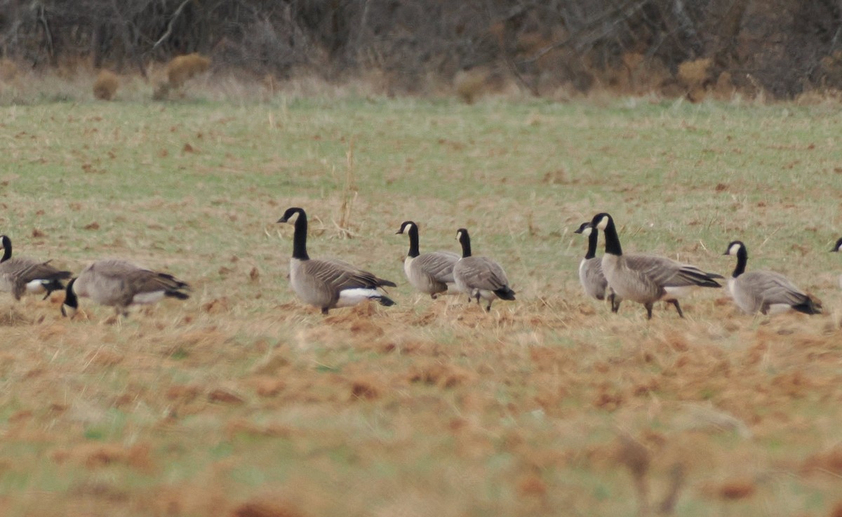 Cackling Goose - ML647807785