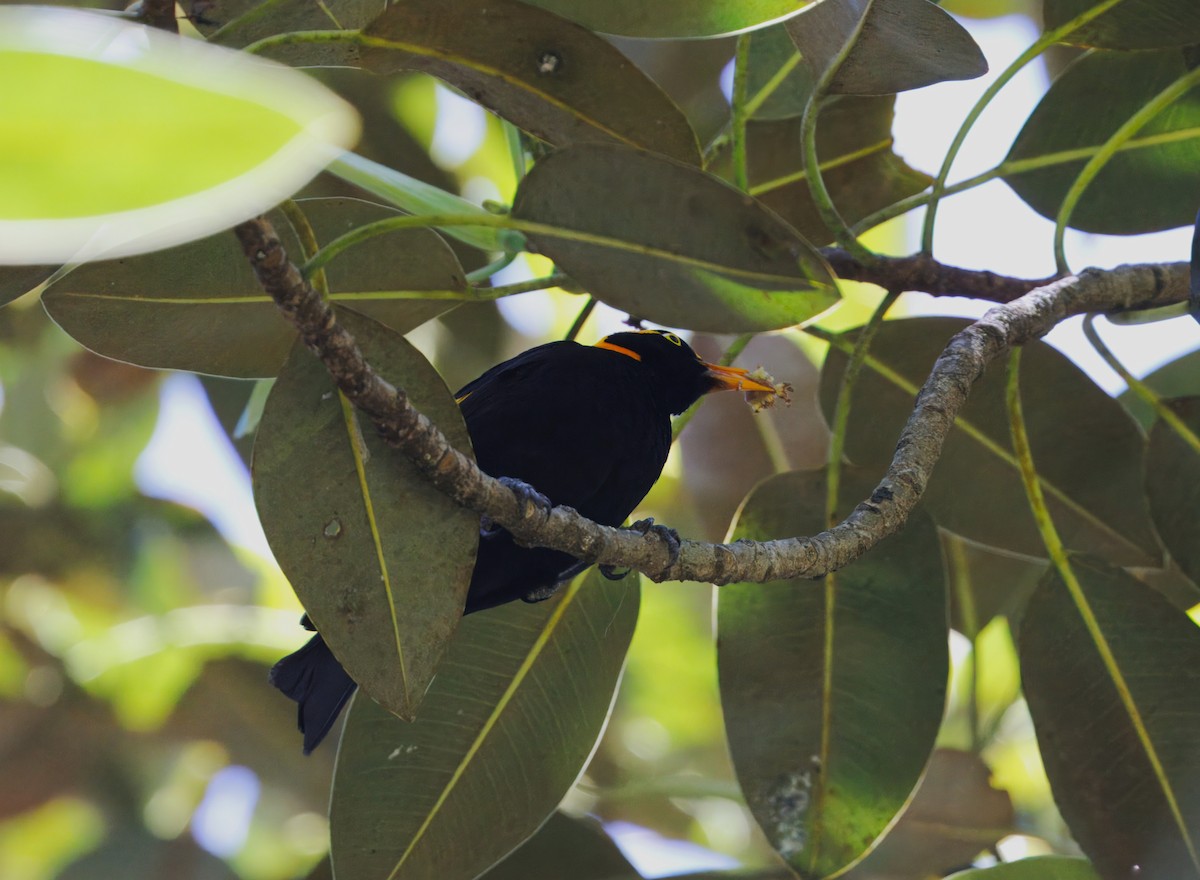 Regent Bowerbird - ML647807786