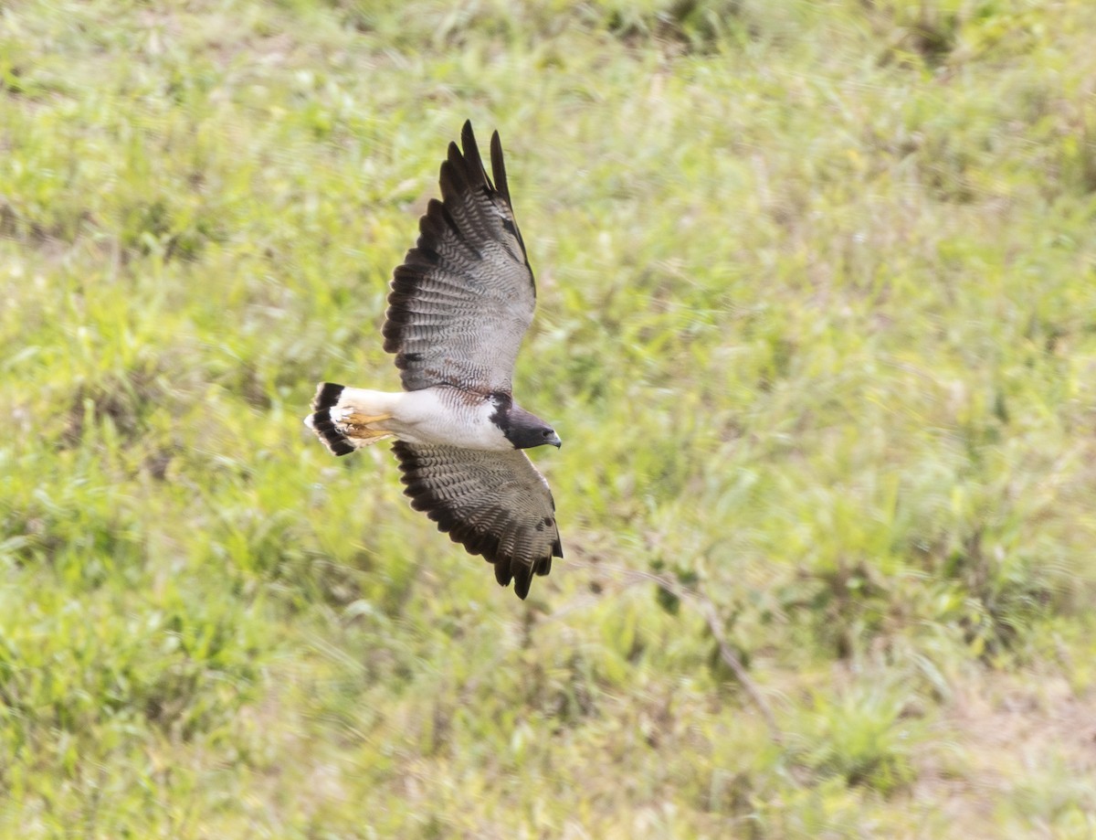 White-tailed Hawk - ML647807787