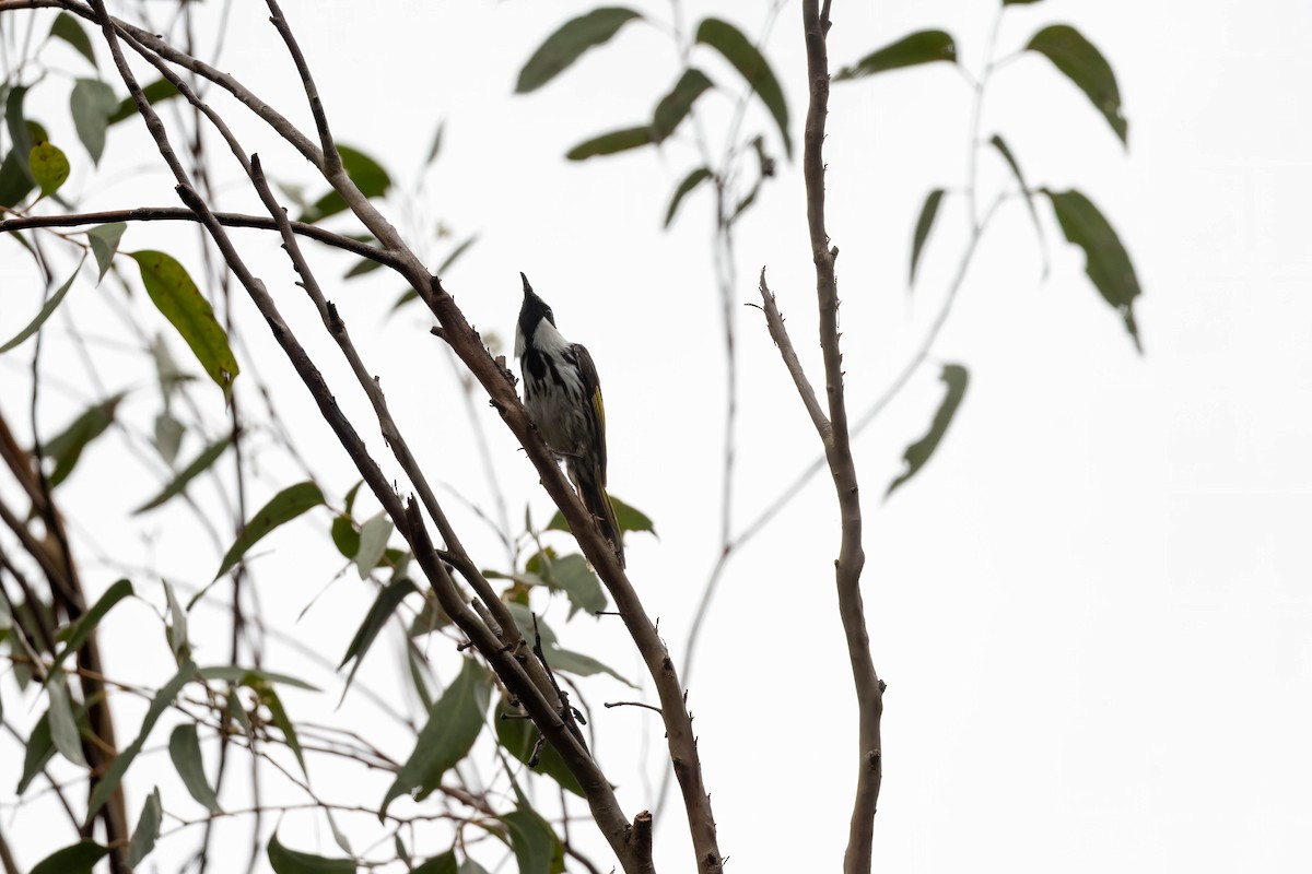 White-cheeked Honeyeater - ML647807788