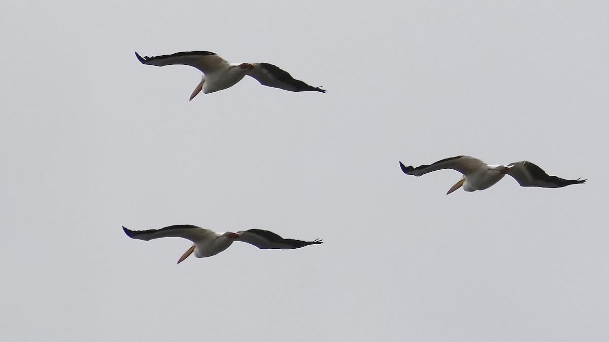 American White Pelican - ML647807789