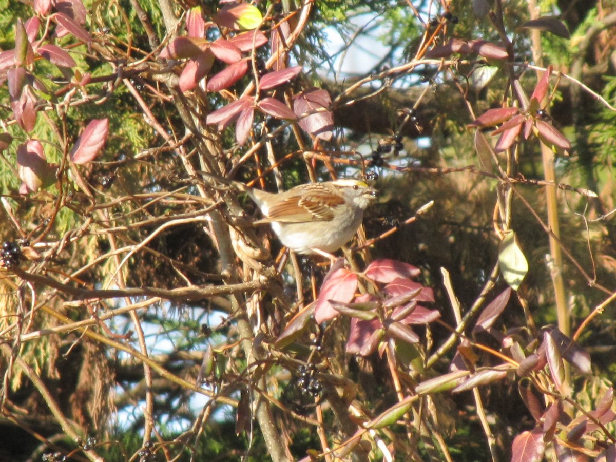 White-throated Sparrow - ML647807791