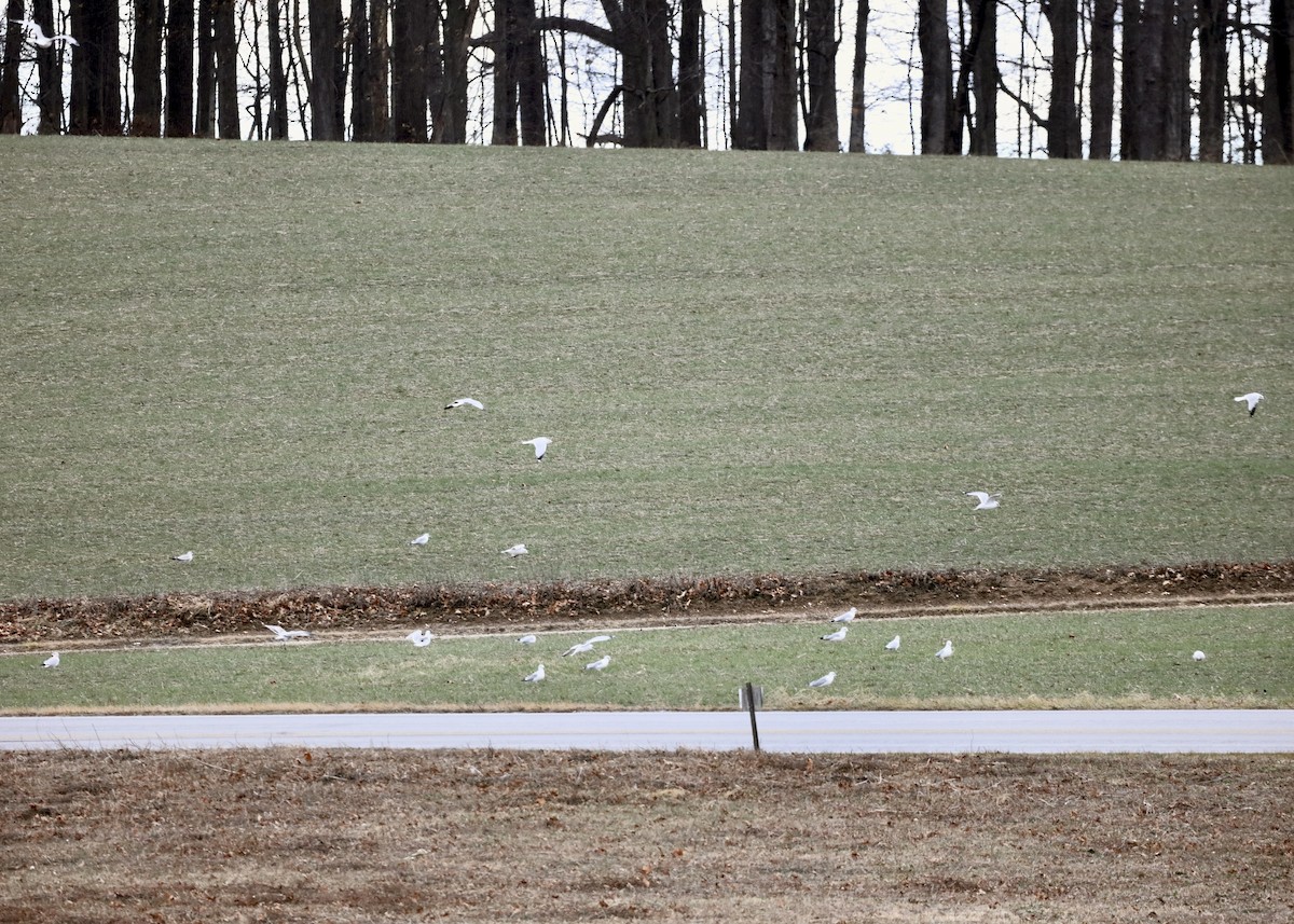 Ring-billed Gull - ML647807795