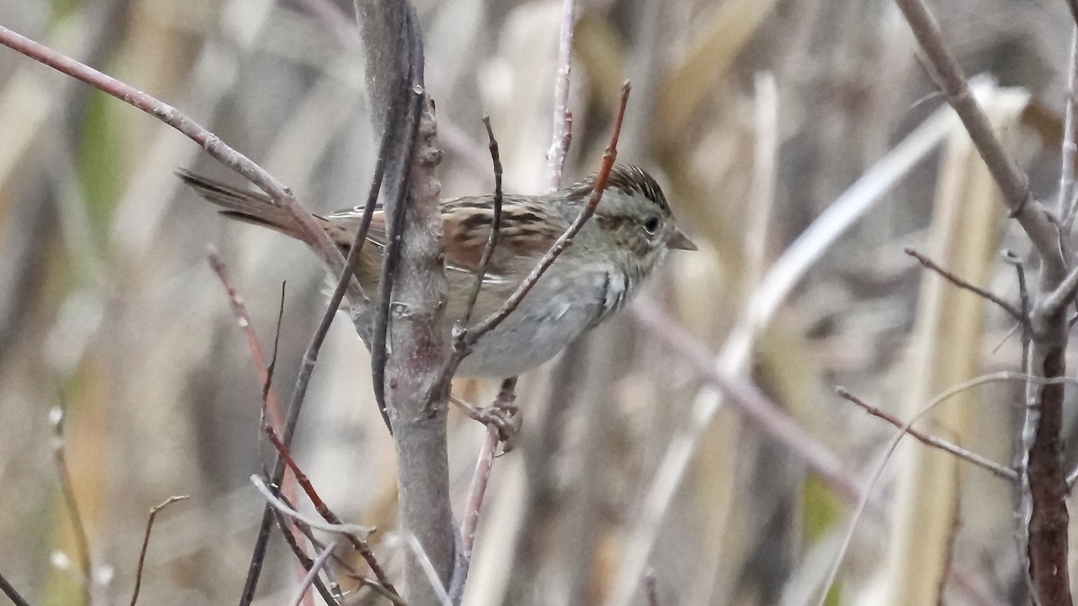 Swamp Sparrow - ML647807796