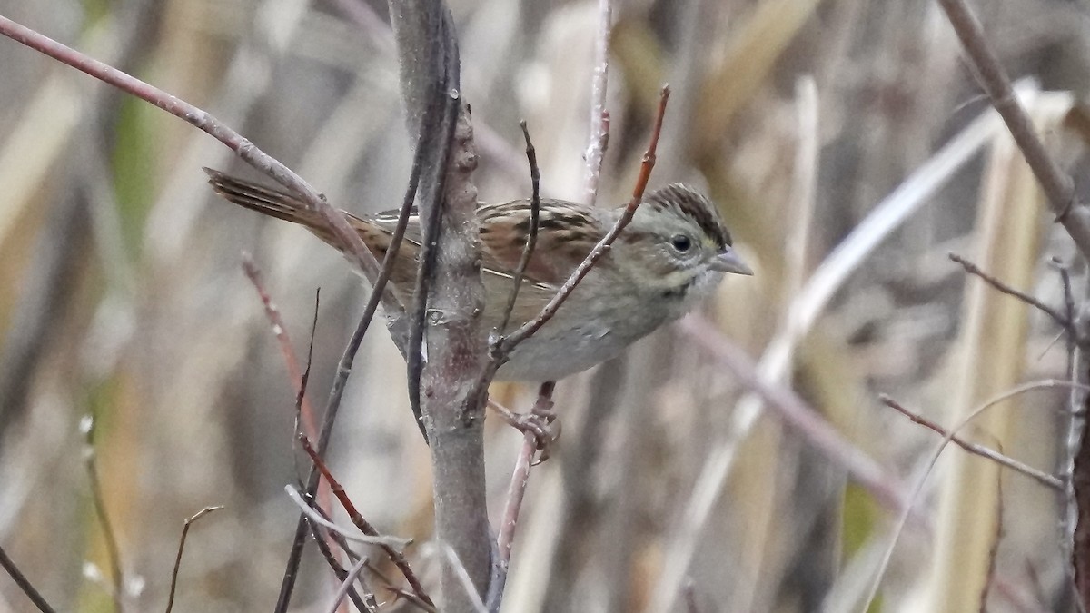 Swamp Sparrow - ML647807799