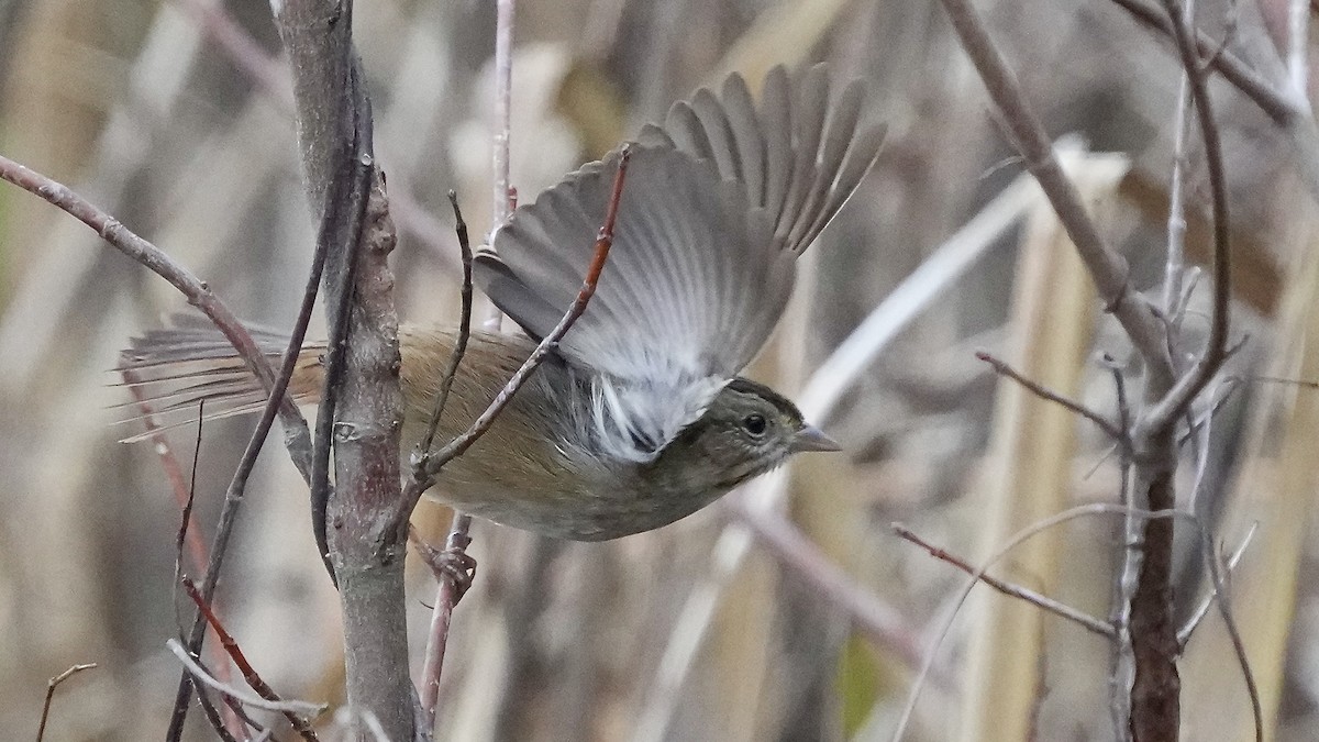 Swamp Sparrow - ML647807801