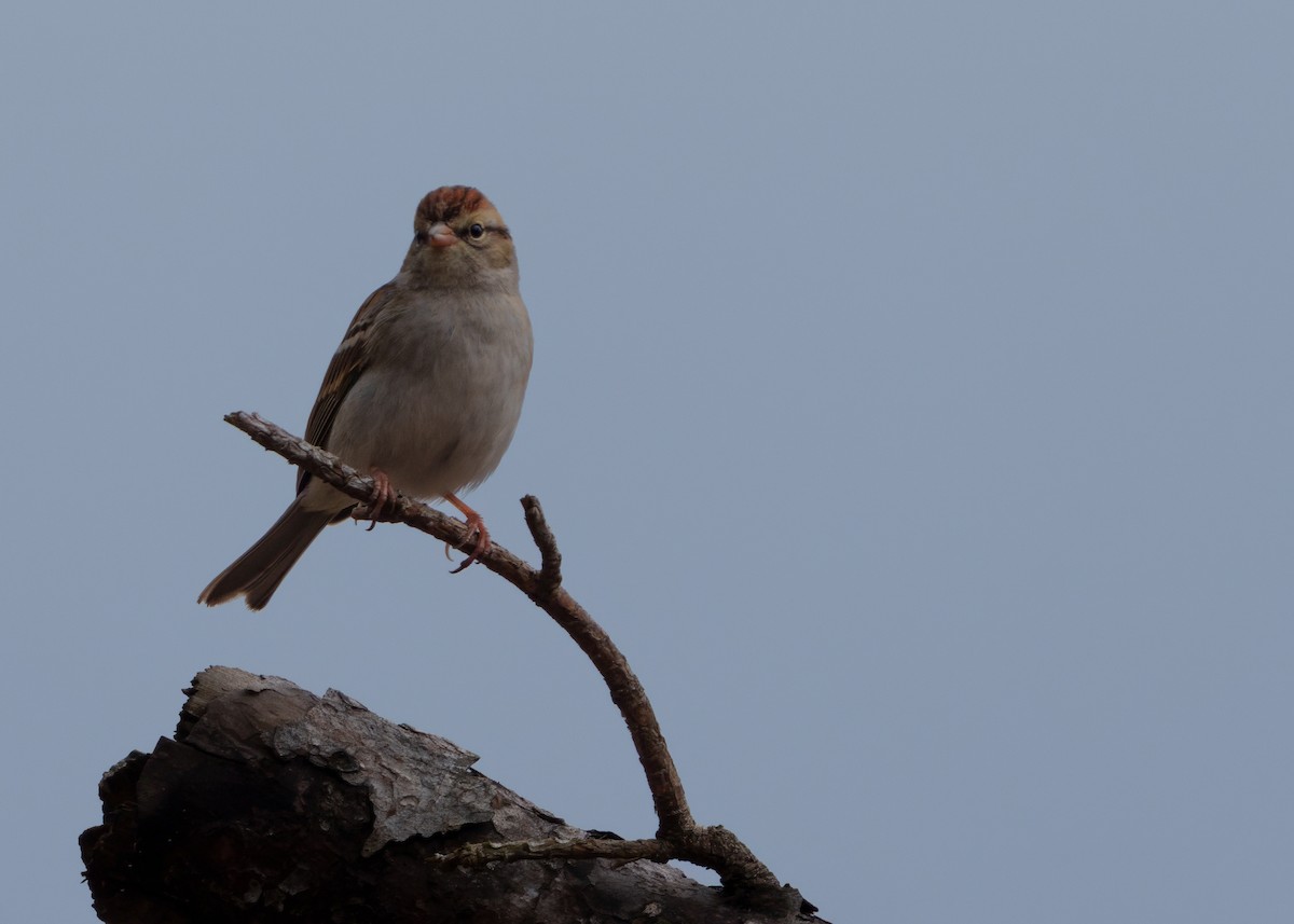 Chipping Sparrow - ML647807803