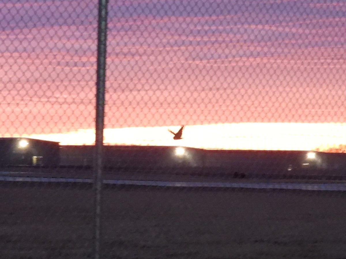 Short-eared Owl - ML647807808