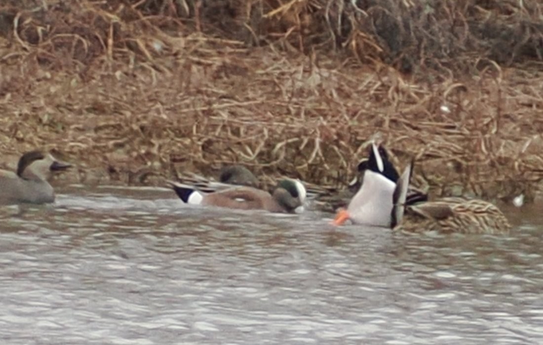 Свищ американський - ML647807821