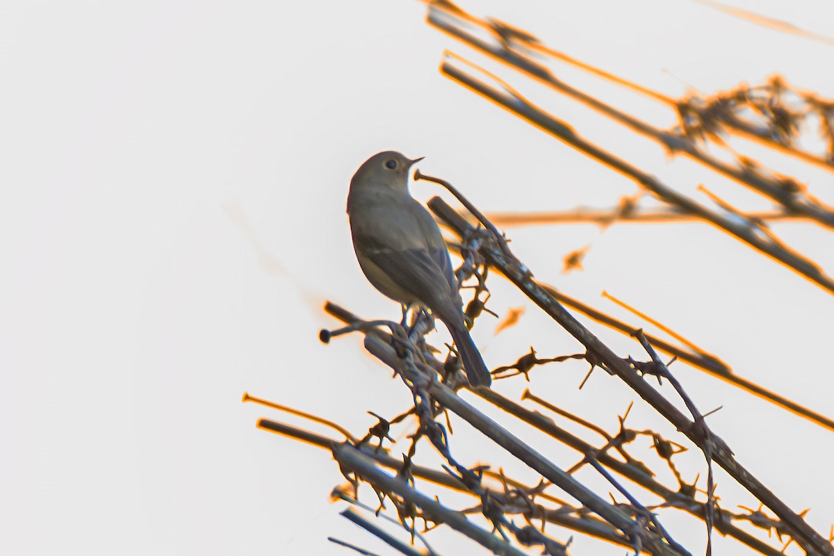 חכלילית סיבירית - ML647807824